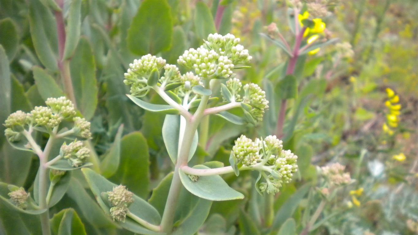 Hylotelephium maximum / Borracina massima